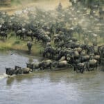 ENSZ-jelentés: rengeteg vándorló állatfajt fenyeget a kihalás