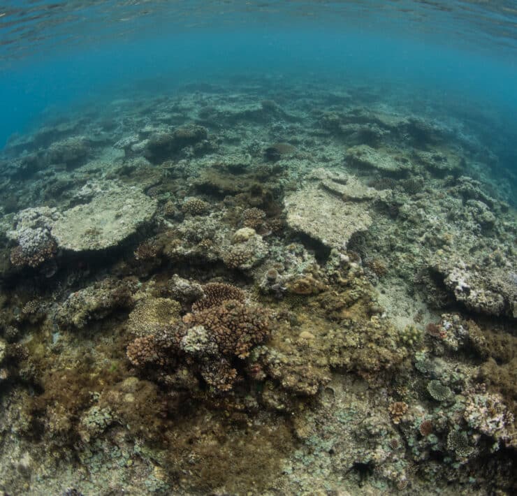 olyan mértékben pusztulnak a korallzátonyok hogy új veszélyességi fokozatokat kellett alkotni