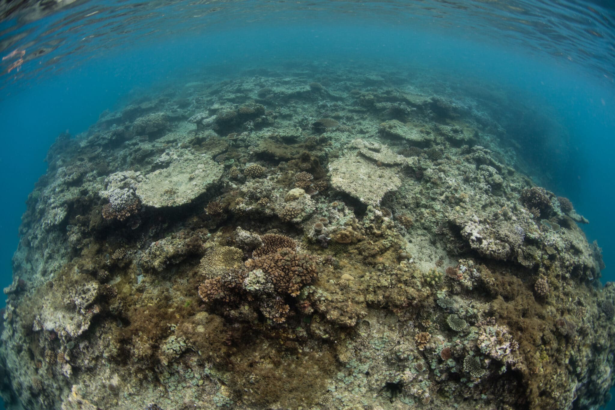 olyan mértékben pusztulnak a korallzátonyok hogy új veszélyességi fokozatokat kellett alkotni