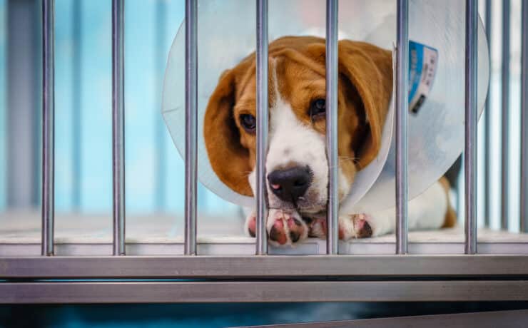 Állatkísérleti labort zártak be, kutyák és macskák százai menekültek meg