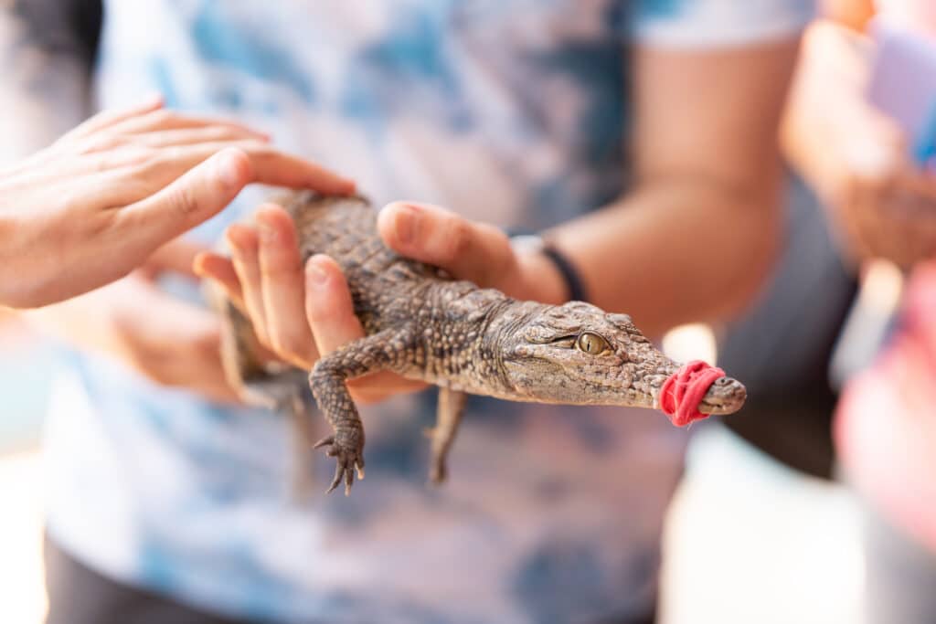 Krokodil a szomszédban: trendi a briteknél az egzotikus háziállat