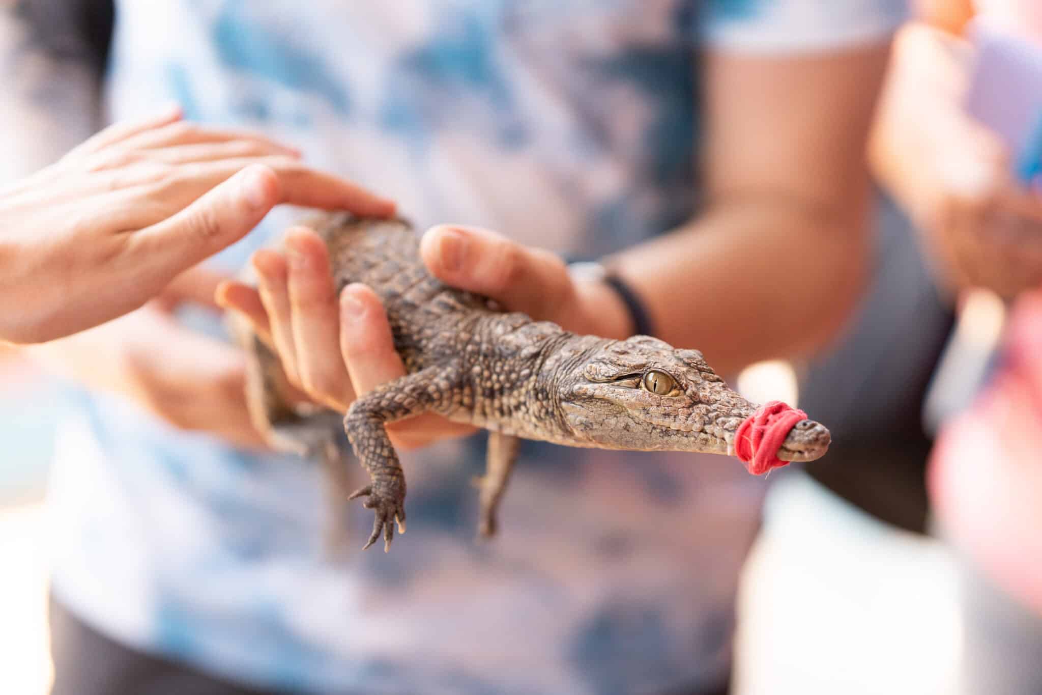 Egy ember egy kis krokodilt tart a kezében, száját gumiszalaggal befogva.