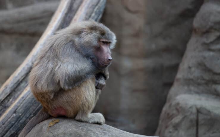 Tömeges eutanázia egy neves állatkertben: páviánok eshetnek áldozatul
