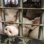 Hiába fenntarthatatlan, ömlik a bankok pénze az állattenyésztésbe