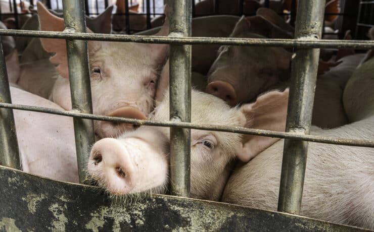 Hiába fenntarthatatlan, ömlik a bankok pénze az állattenyésztésbe