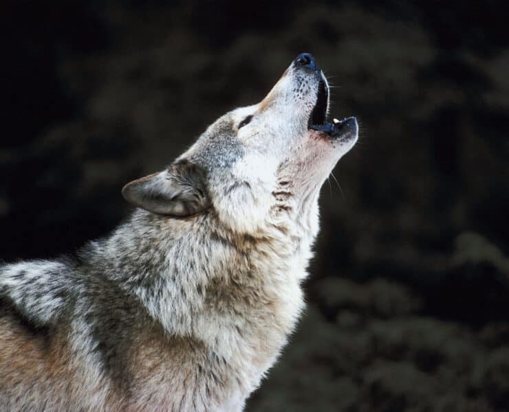 Betiltanak egy mérget, ami farkasokat ölt szenvedéssel