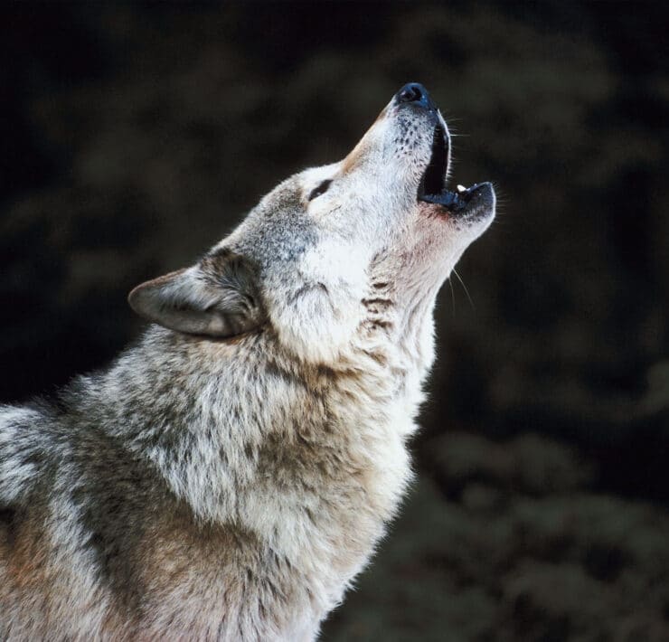 Betiltanak egy mérget, ami farkasokat ölt szenvedéssel