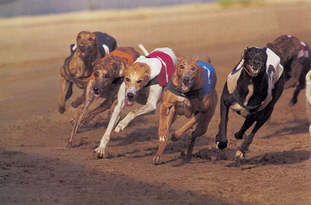 Több kutya halála miatt az agárversenyek betiltását követelik Ausztráliában