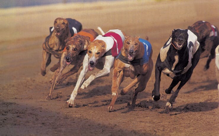 Több kutya halála miatt az agárversenyek betiltását követelik Ausztráliában