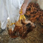 Kegyetlen gyakorlatot legalizálna egy állatjóléti bizottság: több millió szárnyast érint