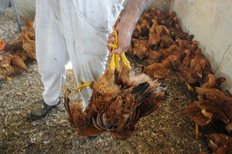 Kegyetlen gyakorlatot legalizálna egy állatjóléti bizottság: több millió szárnyast érint