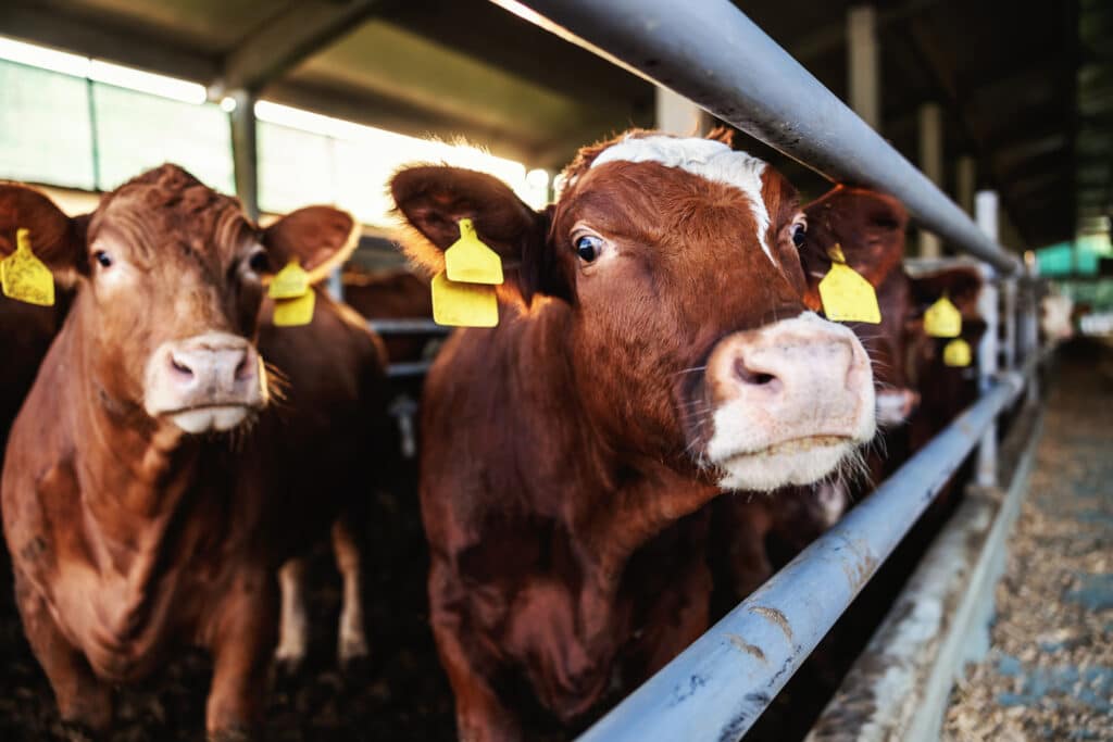 Egyre kevesebb marhahúsra fáj a csúcsfogyasztó argentinok foga