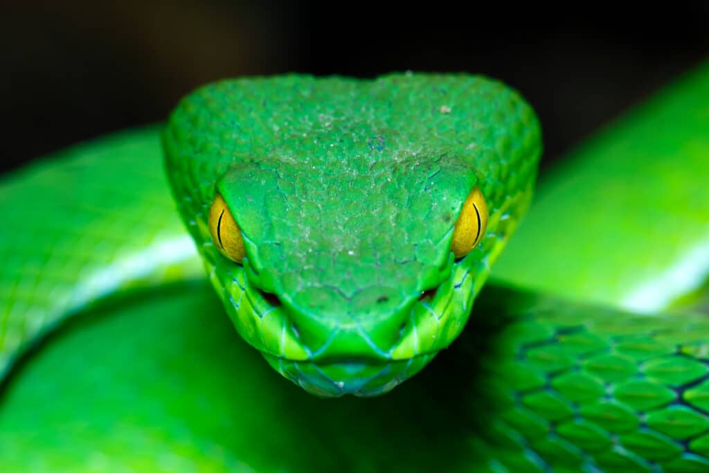 Zöld kígyó portréfotó