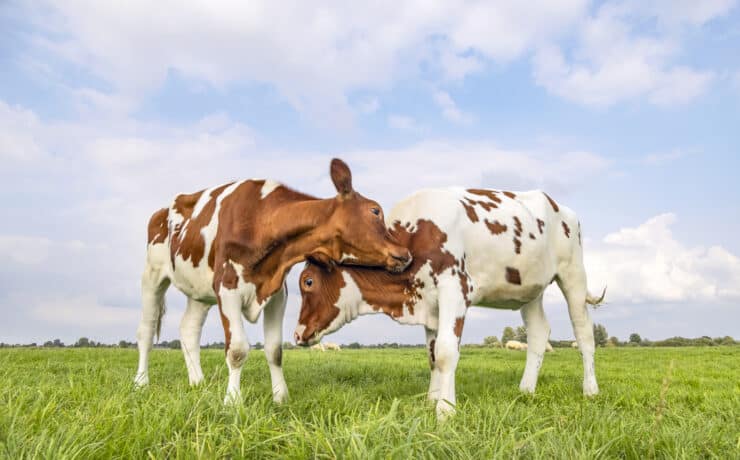 A tehenek hasonlóan beszélgetnek egymással, mint az emberek