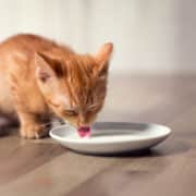 Egy cica növényi tejet iszik egy tálból