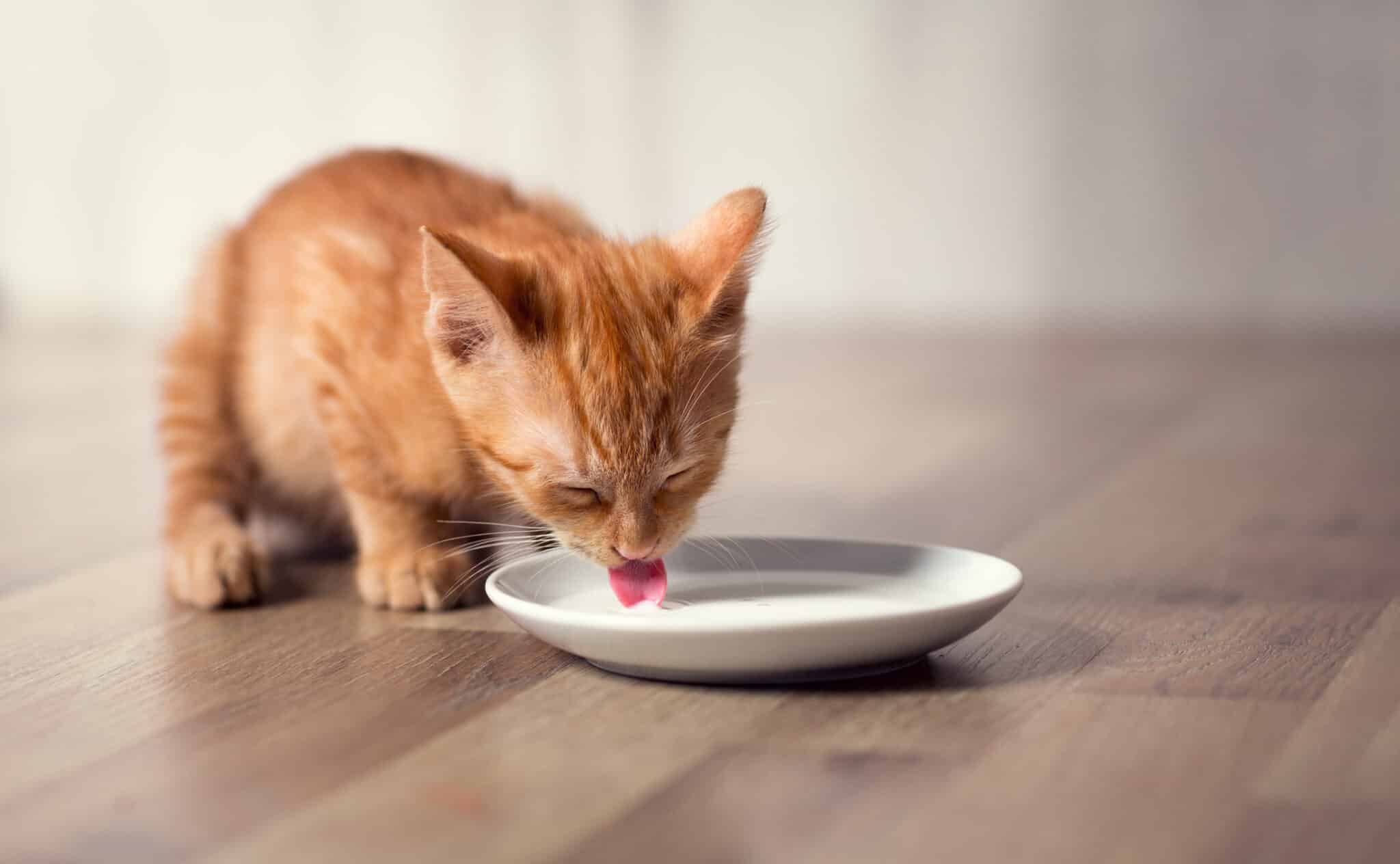 Egy cica növényi tejet iszik egy tálból