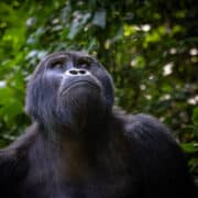 Felnőtt hím hegyi gorilla