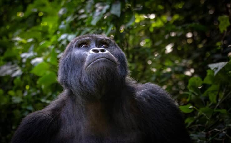 Tiszta energia, de milyen áron? – pusztul az emberszabású majmok élettere Afrikában