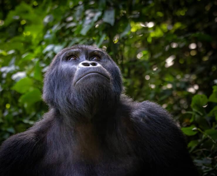 Felnőtt hím hegyi gorilla
