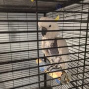 Megritkult tollazatú papagáj egy kalitkában, a PETA nyomozása a filmiparban