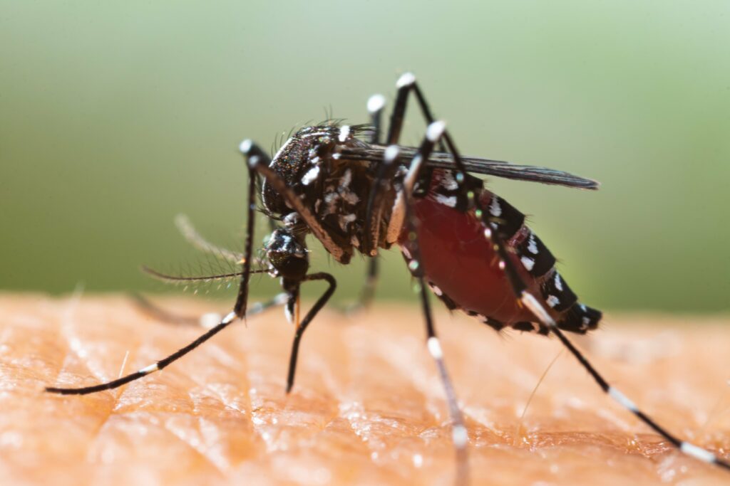 Európa felé tartanak a trópusi betegségeket hordozó szúnyogok