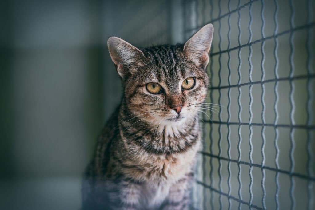 Horvátországban mostantól börtönbüntetés járhat egy állat elhagyásáért