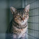 Horvátországban mostantól börtönbüntetés járhat egy állat elhagyásáért