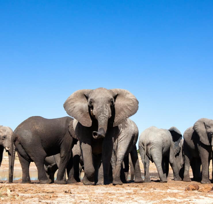 Botswana elefántok
