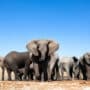 Botswana elefántok