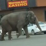 Videón, ahogy autók között bandukolt az elszabadult cirkuszi elefánt – nem élvezhette sokáig a szabadságot