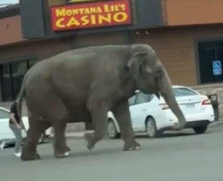 Elszabadult cirkuszi elefánt rohangált a városban