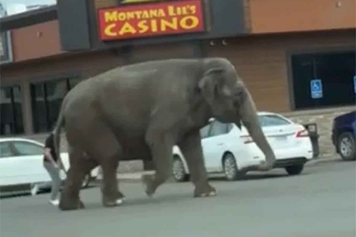 Elszabadult cirkuszi elefánt rohangált a városban