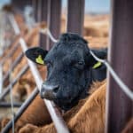 Tudósok: súlyosan torzította az ENSZ az állattenyésztés kibocsátásáról szóló kutatásunkat