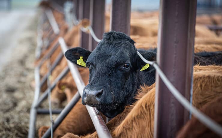 Tudósok: súlyosan torzította az ENSZ az állattenyésztés kibocsátásáról szóló kutatásunkat