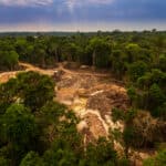 Még mindig sok, de néhol felcsillant a remény – itt tart az erdőirtások megállítása 2024-ben