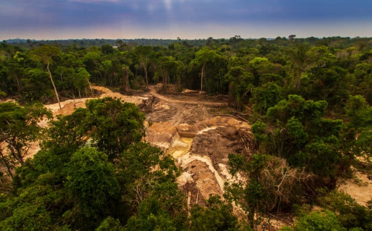 Még mindig sok, de néhol felcsillant a remény – itt tart az erdőirtások megállítása 2024-ben