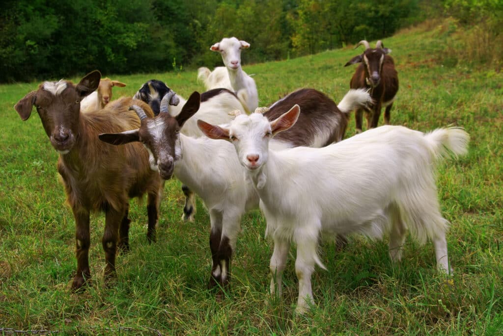 Sürgősen kecske-örökbefogadókat keresnek: etikusan oldanák meg az állatinváziót