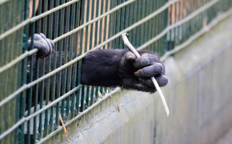 Koppannak a kínai cégek: nem elég nagy biznisz már a kísérleti majmok eladása
