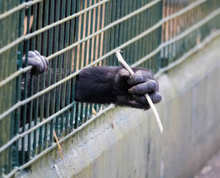 Egy fiatal, bezárt majom a kezével átnyúl a ketrec rácsain