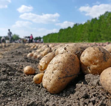 Burgonya betakarítása a szántóföldön, a mezőgazdasági munkások szedik és raktárba szállítják.