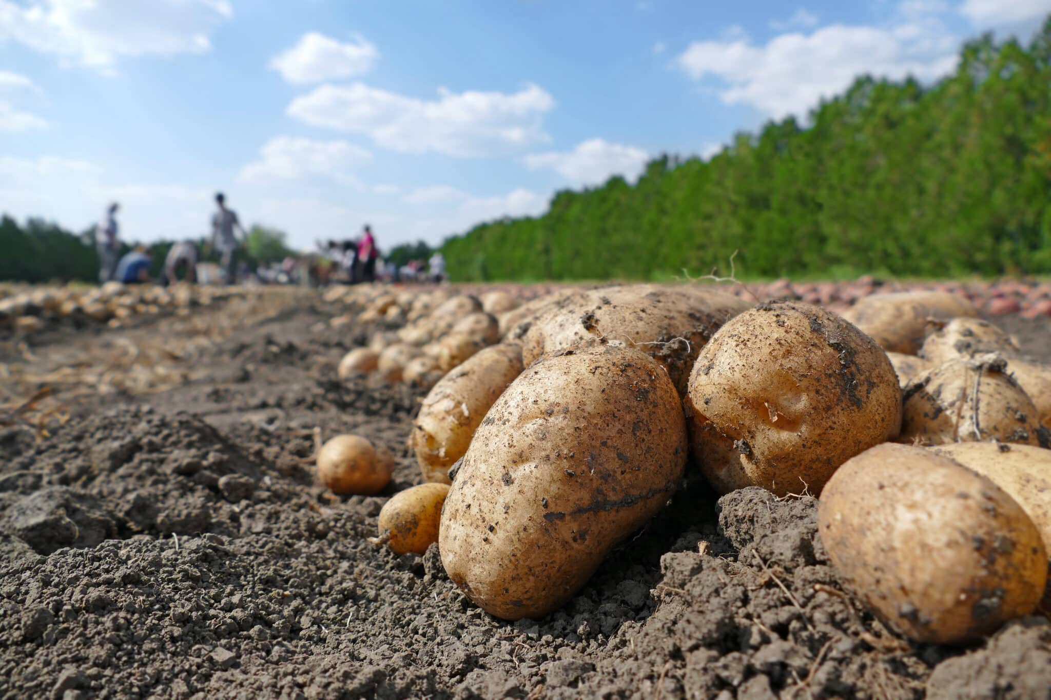 Burgonya betakarítása a szántóföldön, a mezőgazdasági munkások szedik és raktárba szállítják.