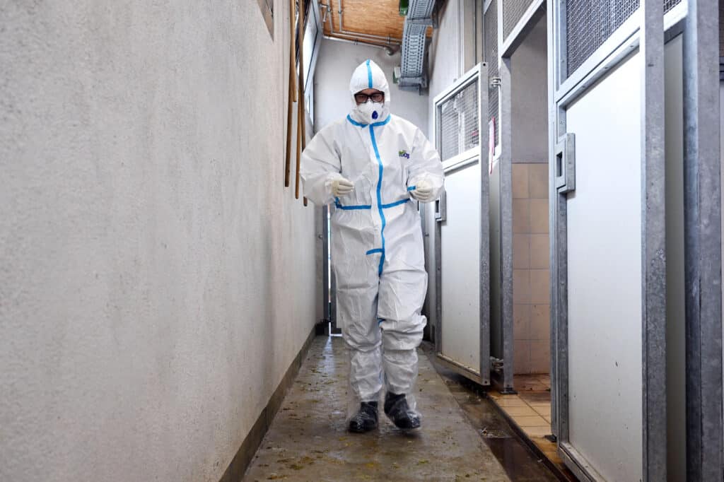Tehéntelepeken terjed a madárinfluenza, egy gazda is megfertőződött