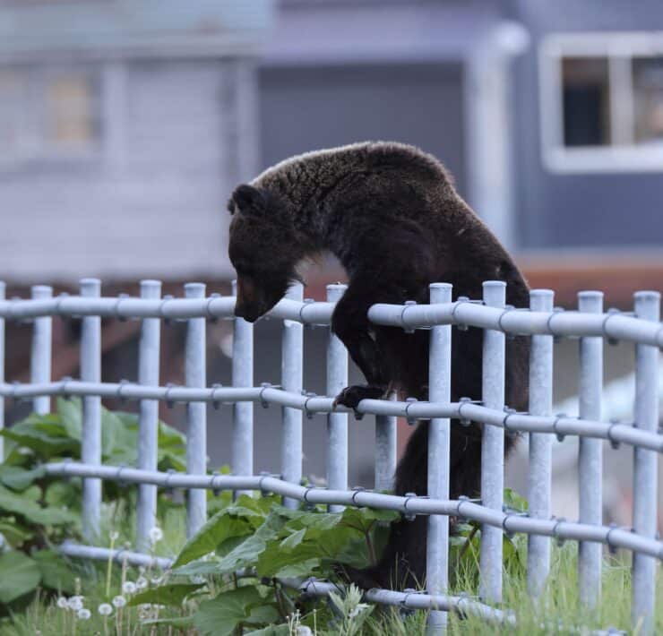 Japánban fotózott medve lakott területen, kerítés átmászása közben.