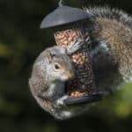 Így tartsd távol a mókusokat a madaraknak szánt eleségtől