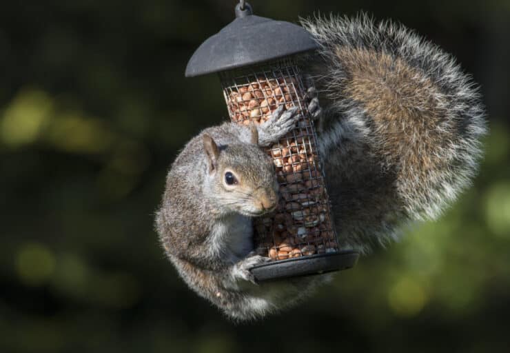 Így tartsd távol a mókusokat a madaraknak szánt eleségtől