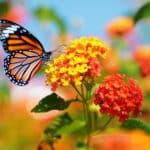 Ezek a pillangófajok kerültek veszélybe a klímaváltozás miatt