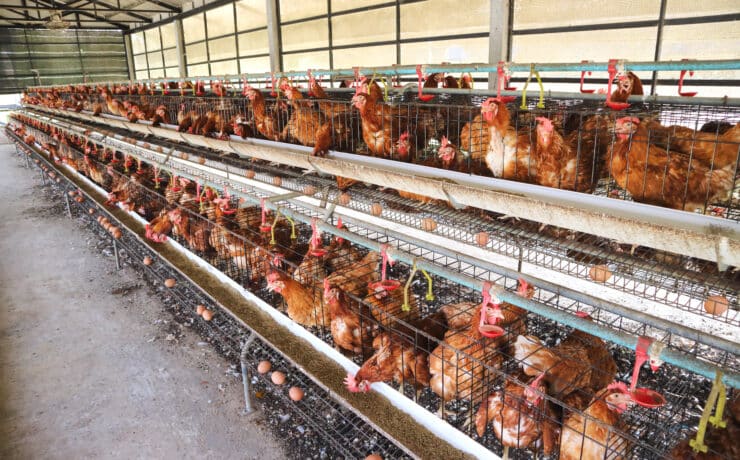 Siralmasak a legnagyobb élelmiszergyártó cégek állatjóléti irányelvei