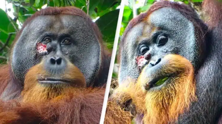 Emberi módszerrel végzett öngyógyítást egy orangután