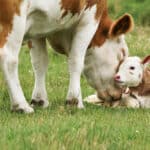 A nagyipari állattartásban egyetlen nap sem lehet anyák napja