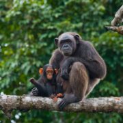 Csimpánz és kölyke a vadonban
